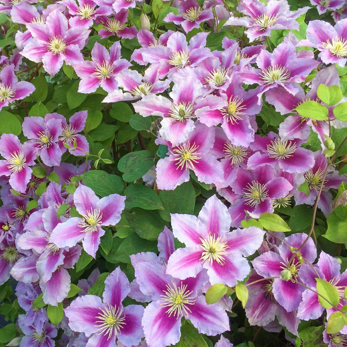 Clematis 'Piilu'