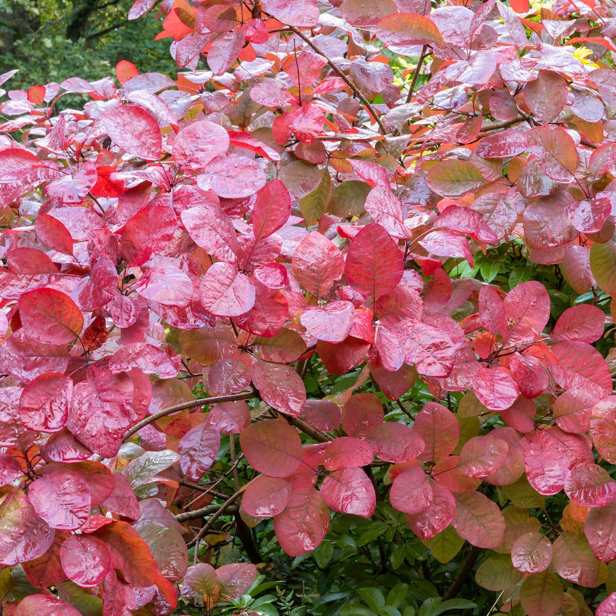 Cotinus 'Grace'