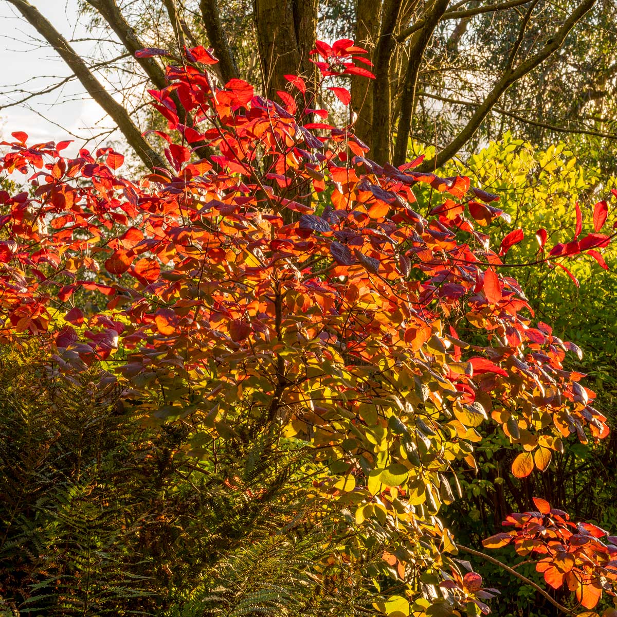 Cotinus 'Grace' at Barnsdale Gardens