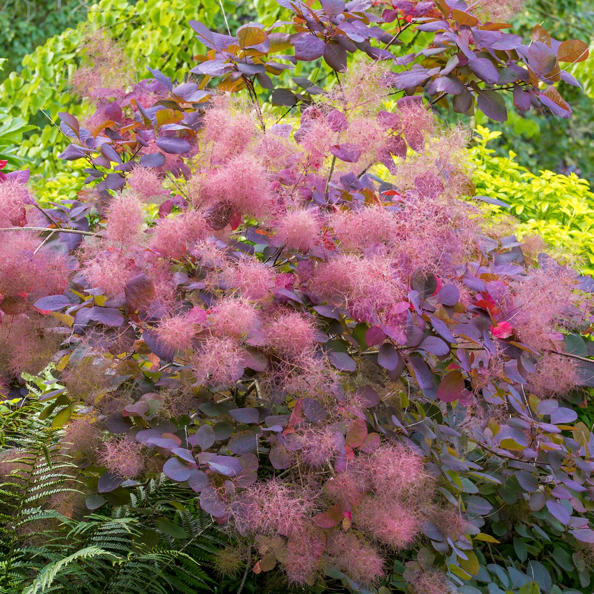 Cotinus 'Grace' (Smoke bush) at Barnsdale Gardens