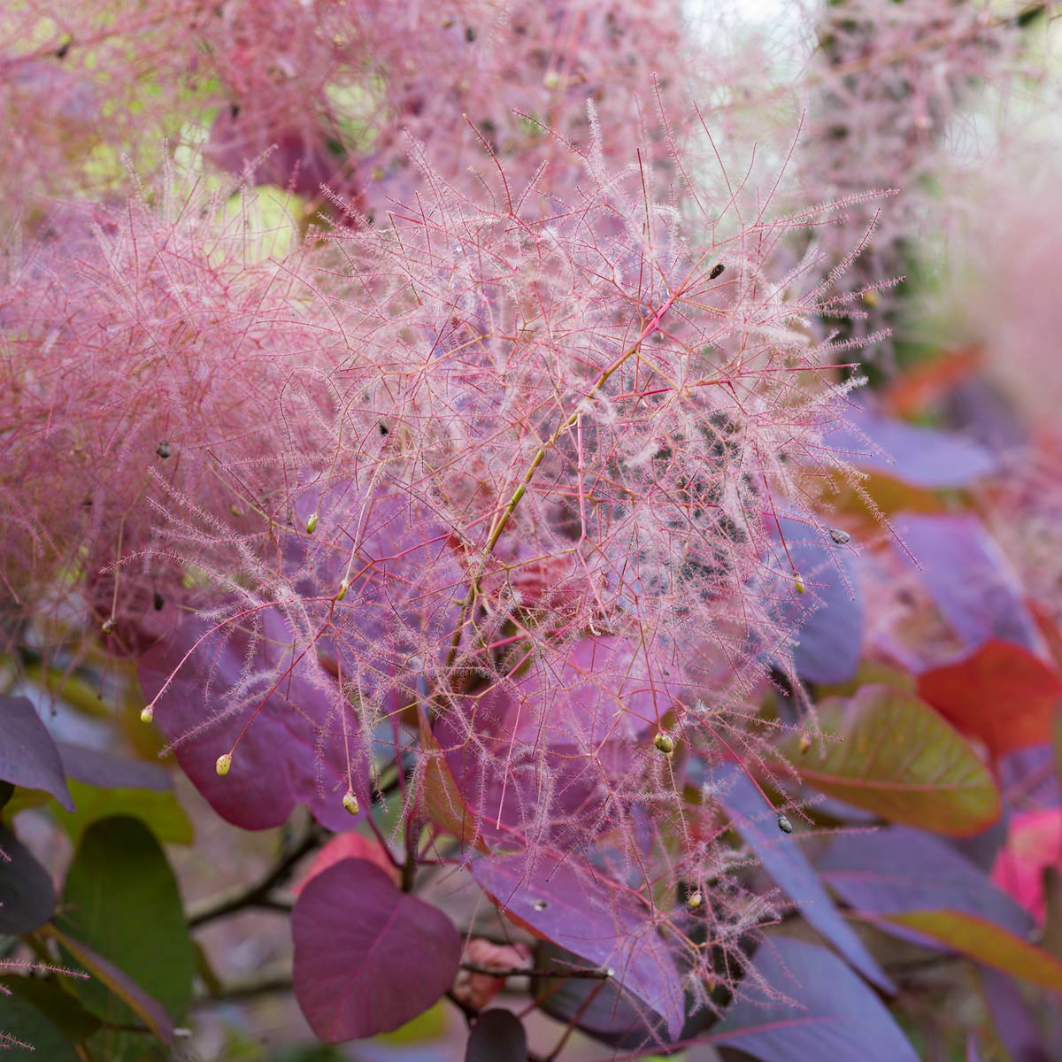 Close up of flowers of Cotinus 'Grace' (Smokebush)