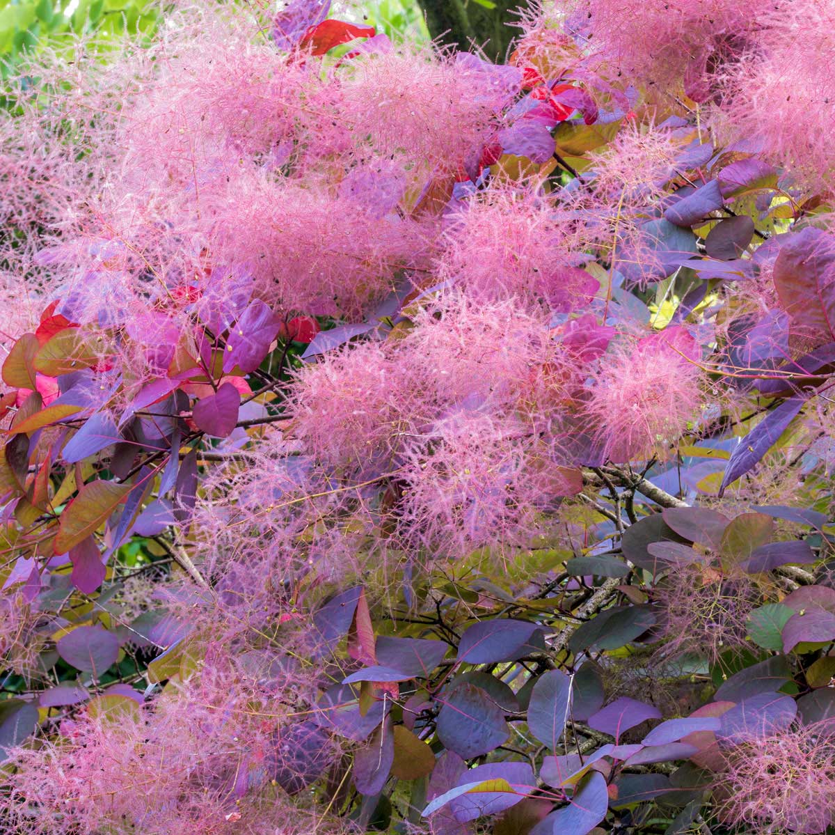 Close up of flowers of Cotinus 'Grace' (Smoke bush)
