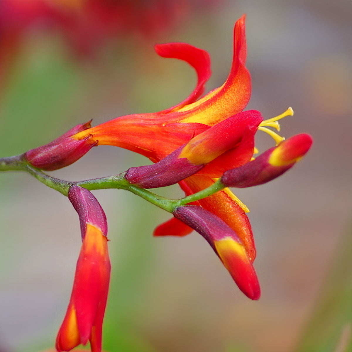 Crocosmia x crocosmioides 'Castle Ward Late'