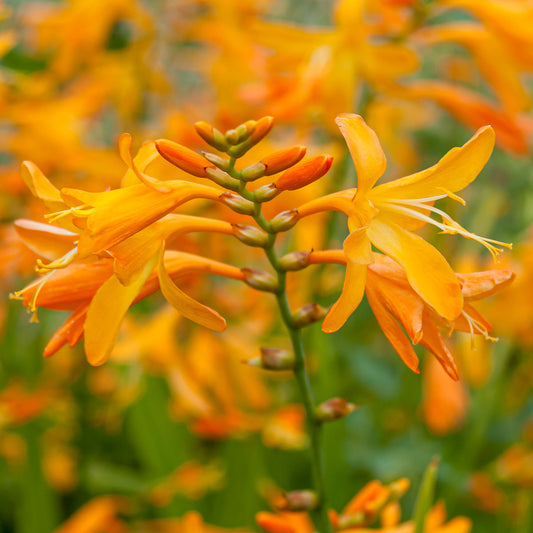 Crocosmia x crocosmiiflora 'George Davison'