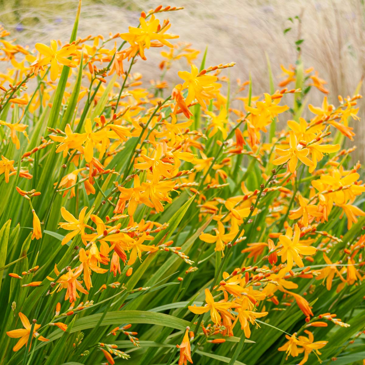 Crocosmia x crocosmiiflora 'George Davison' in the Mediterranean Garden at Barnsdale Gardens