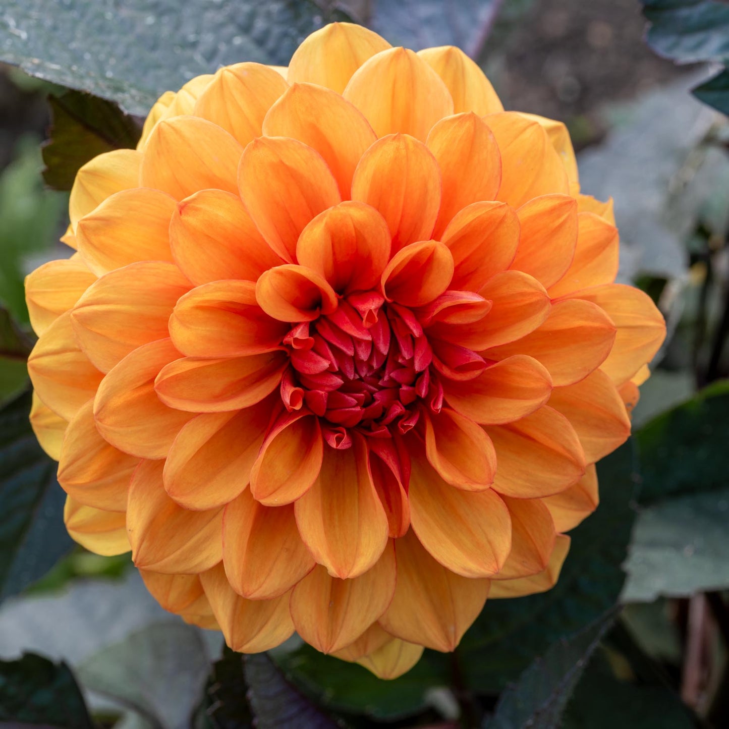 Dahlia 'David Howard'