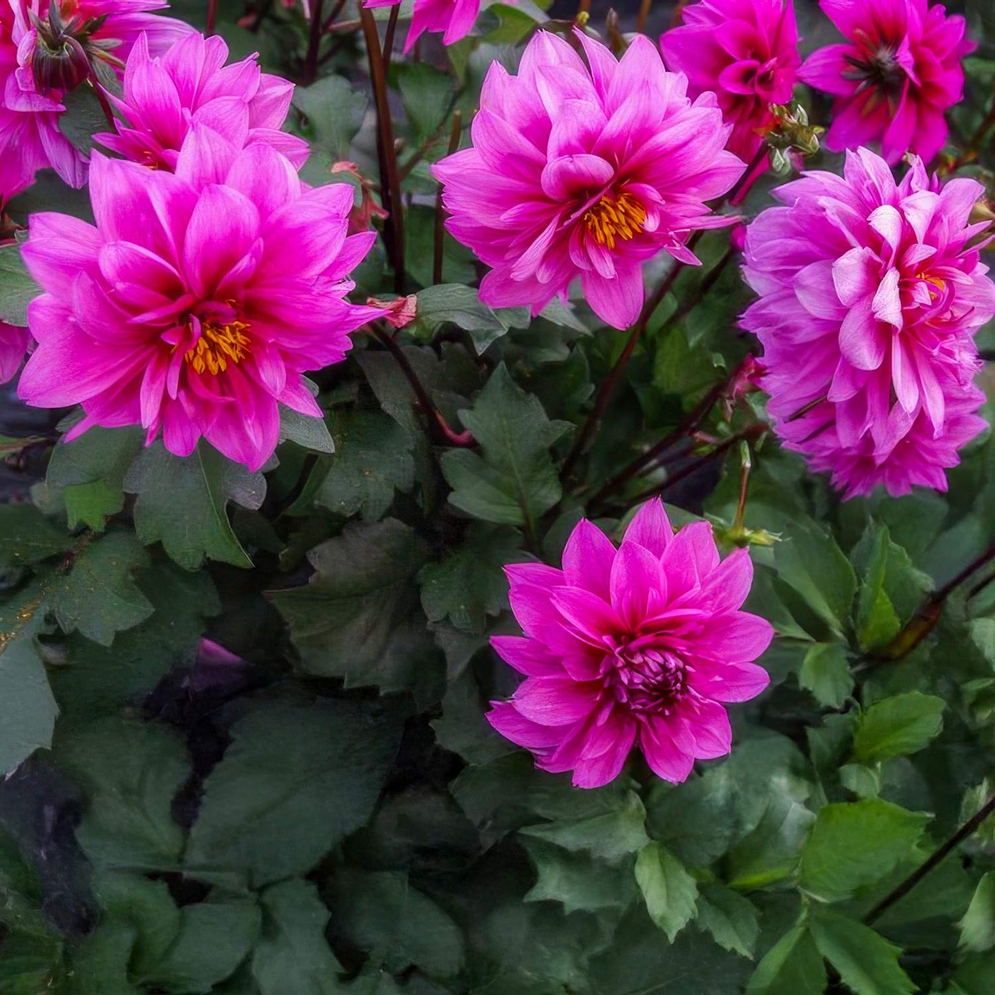 Dahlia 'Dreamy Kiss'