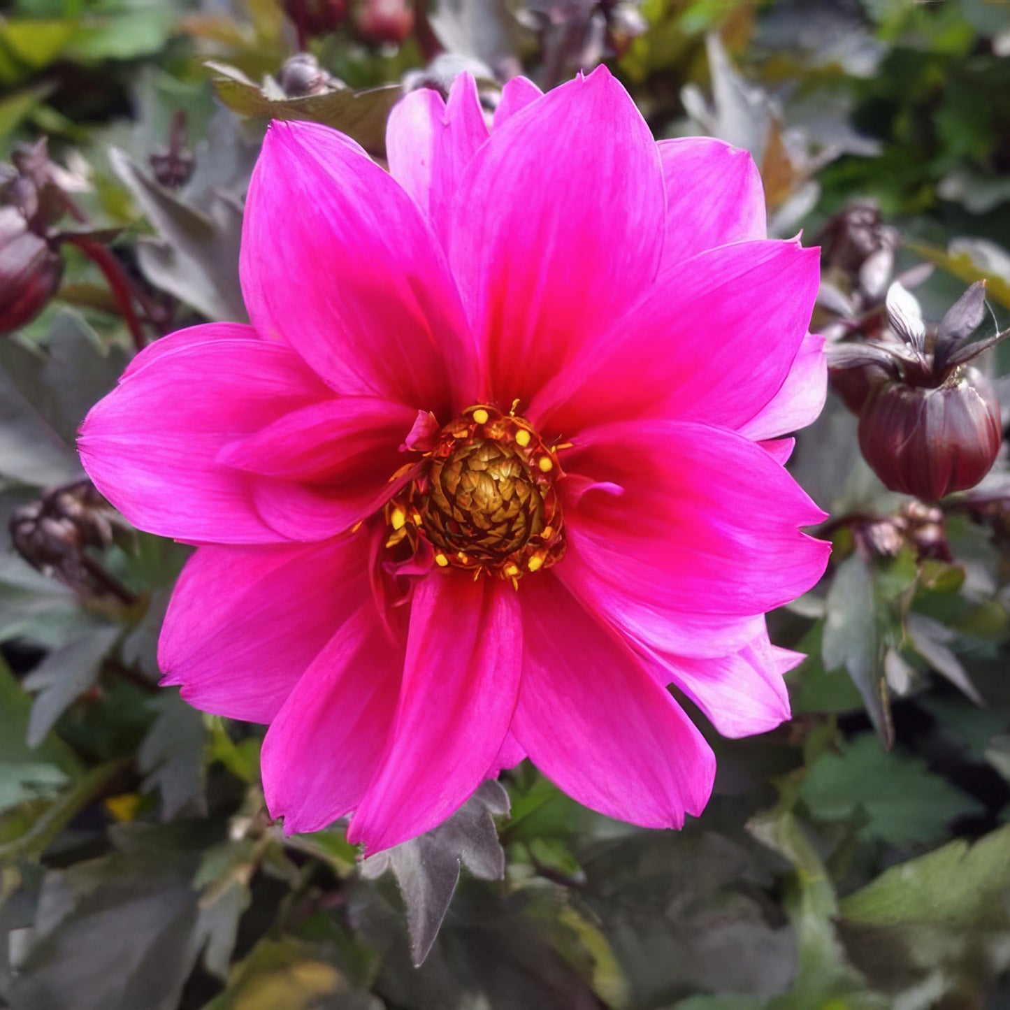 Dahlia 'Dreamy Kiss'