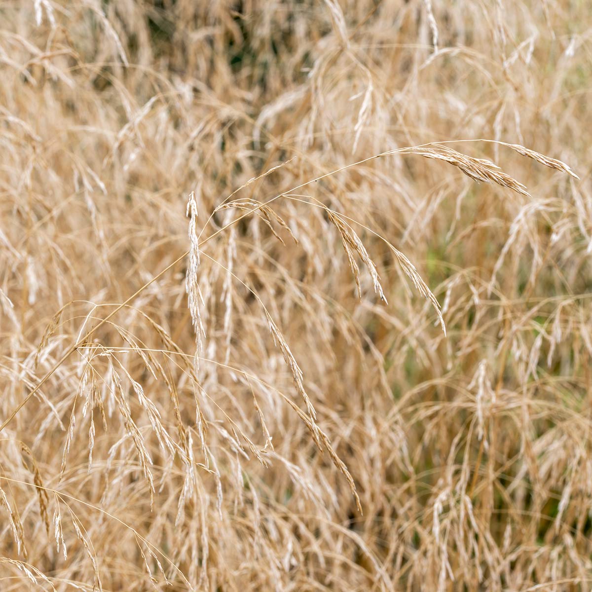 Deschampsia cespitosa 'Goldtau'