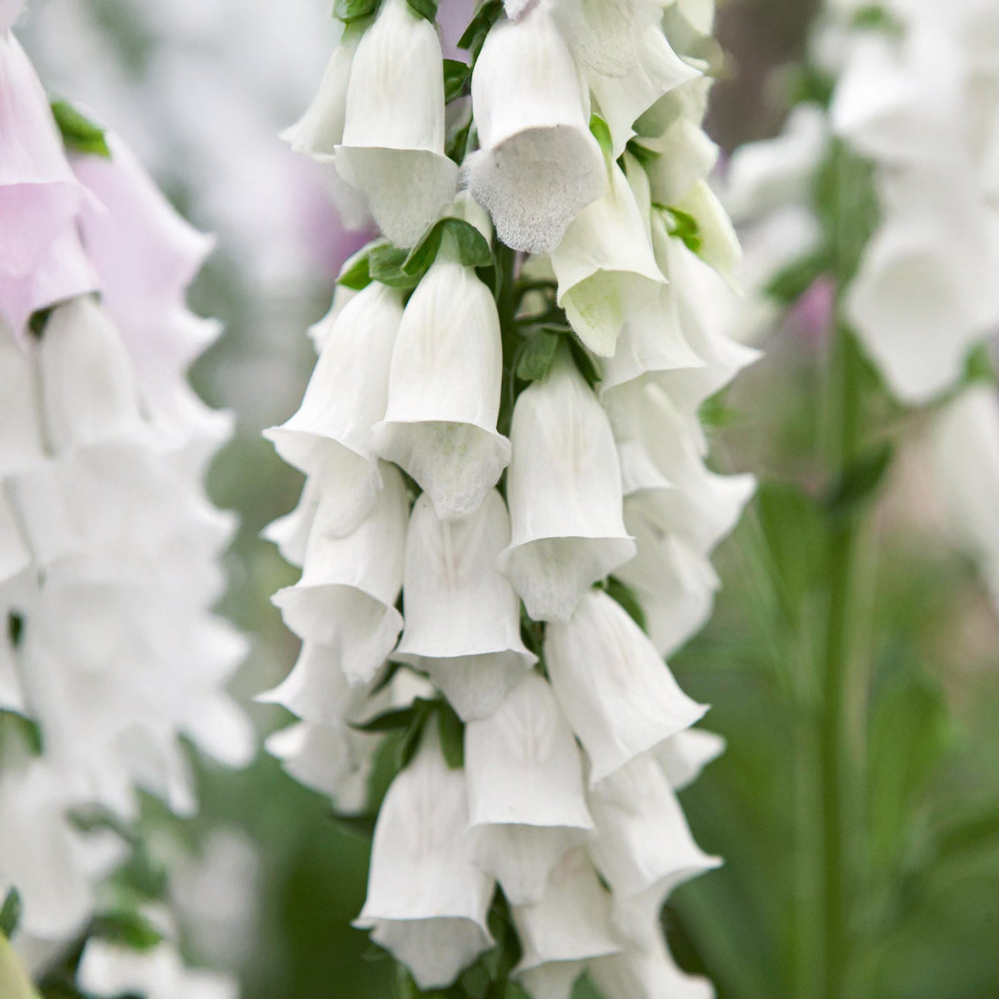 Digitalis purpurea 'Snow Thimble'