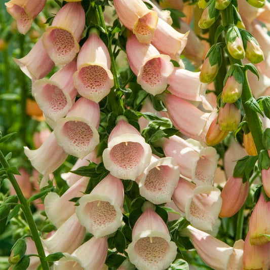 Digitalis purpurea 'Sutton's Apricot' (Foxglove)