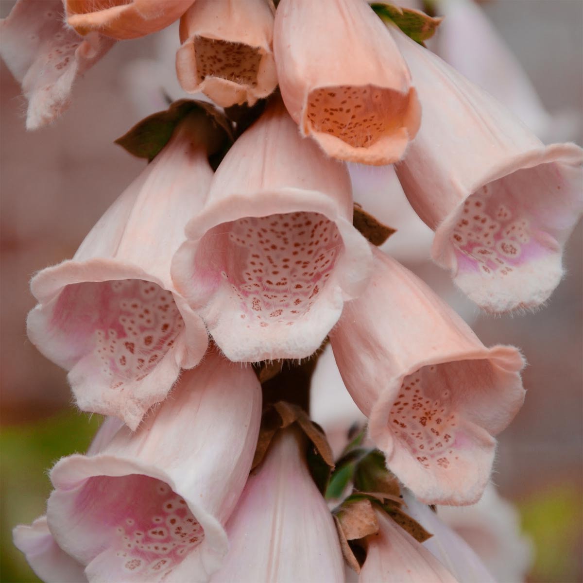 Digitalis purpurea 'Sutton's Apricot' (Foxglove)