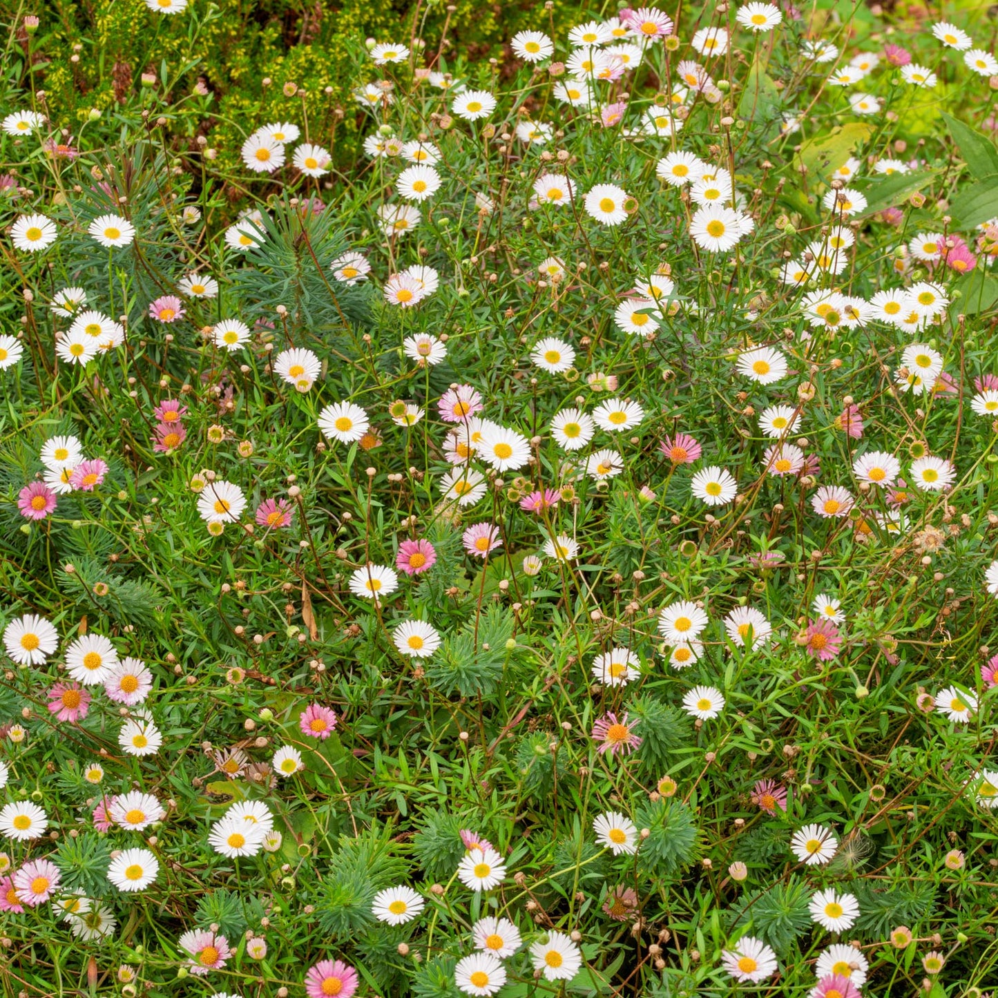 Erigeron 'Profusion' at Barnsdale Gardens
