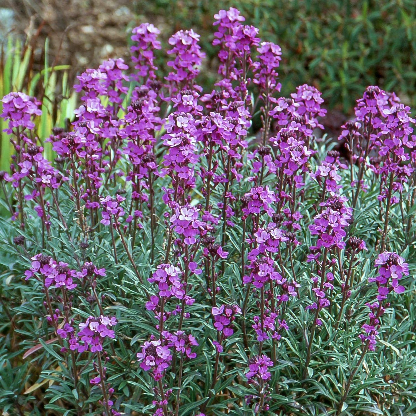Erysimum 'Bowles Mauve'