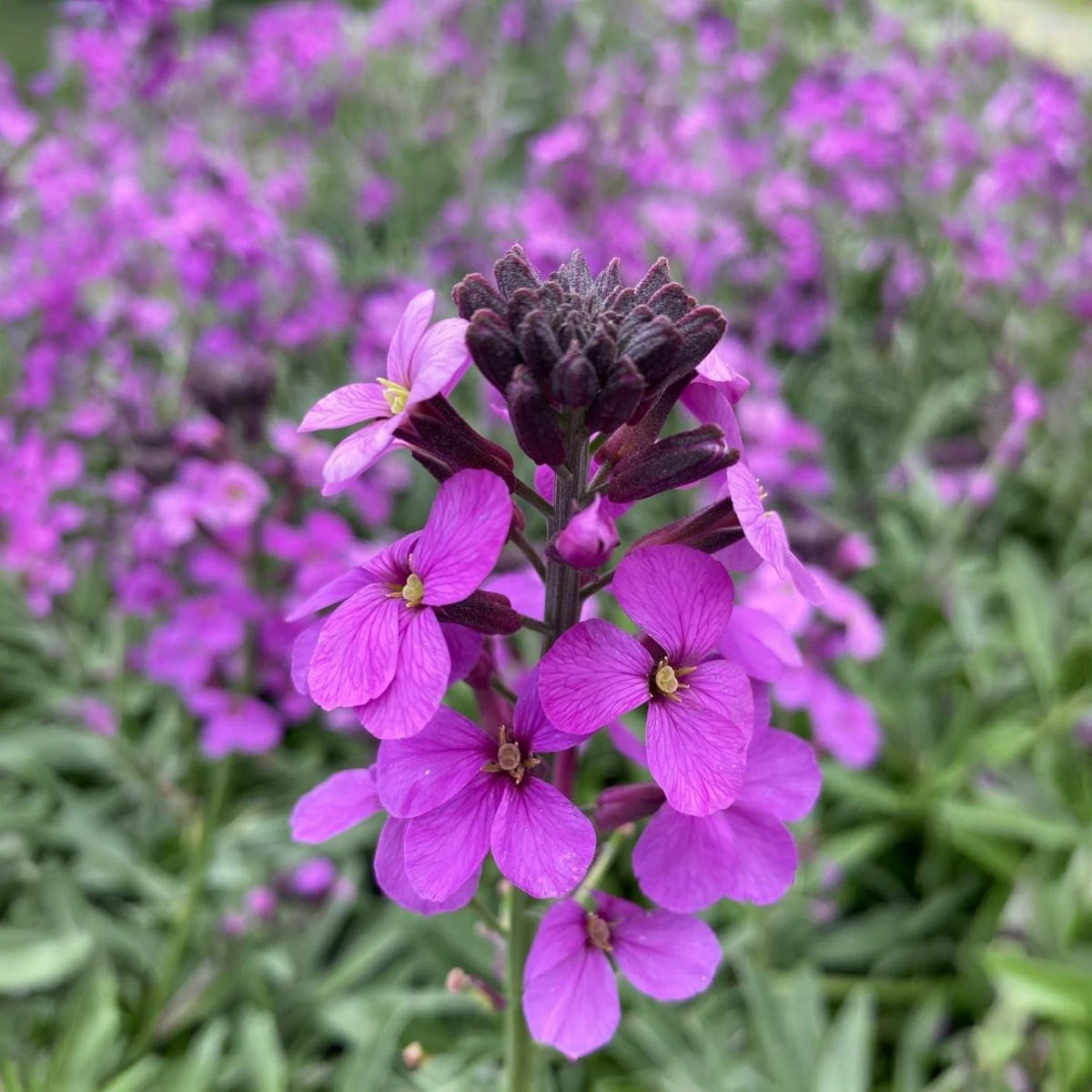 Erysimum 'Bowles's Mauve'