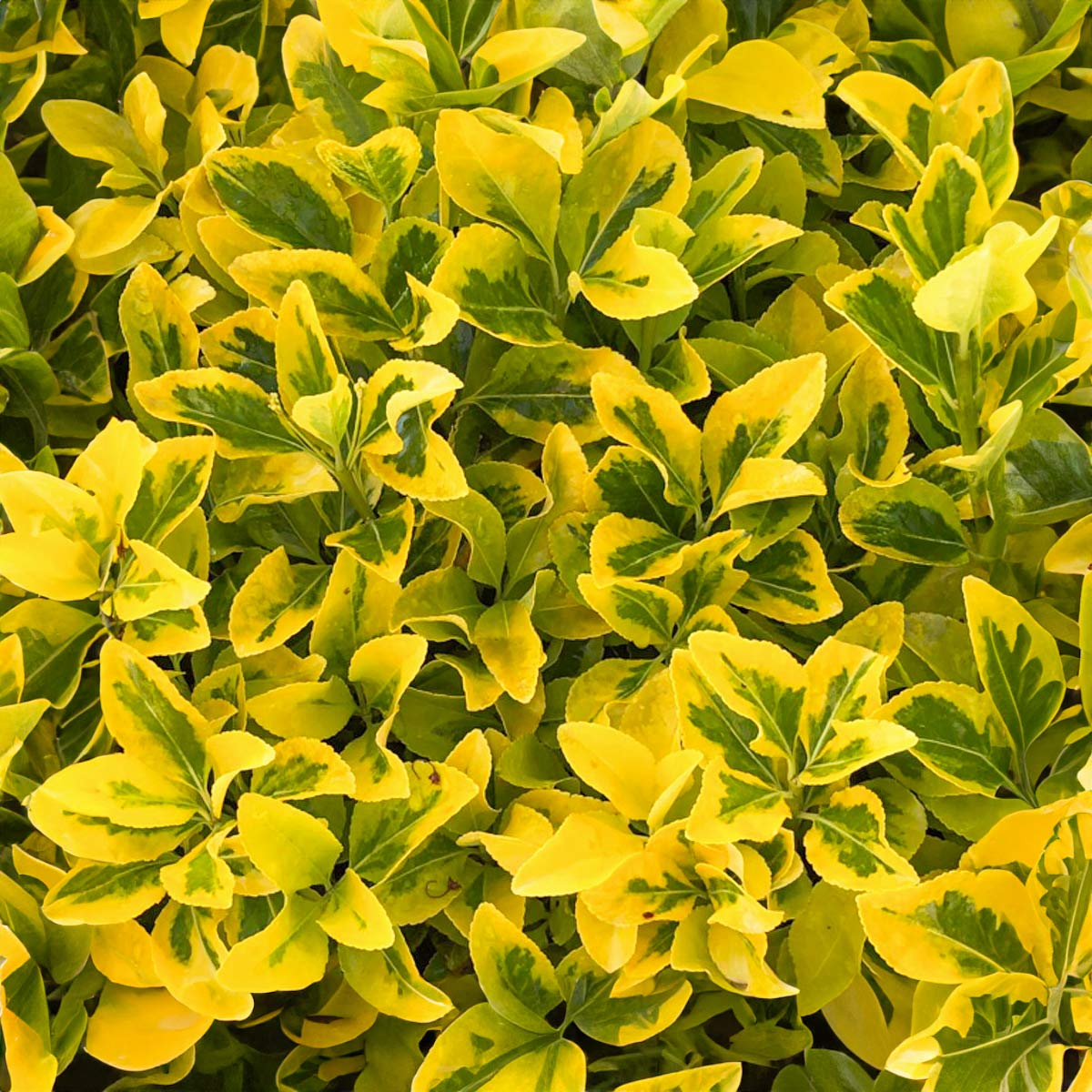Euonymus fortunei radicans 'Emerald & Gold'