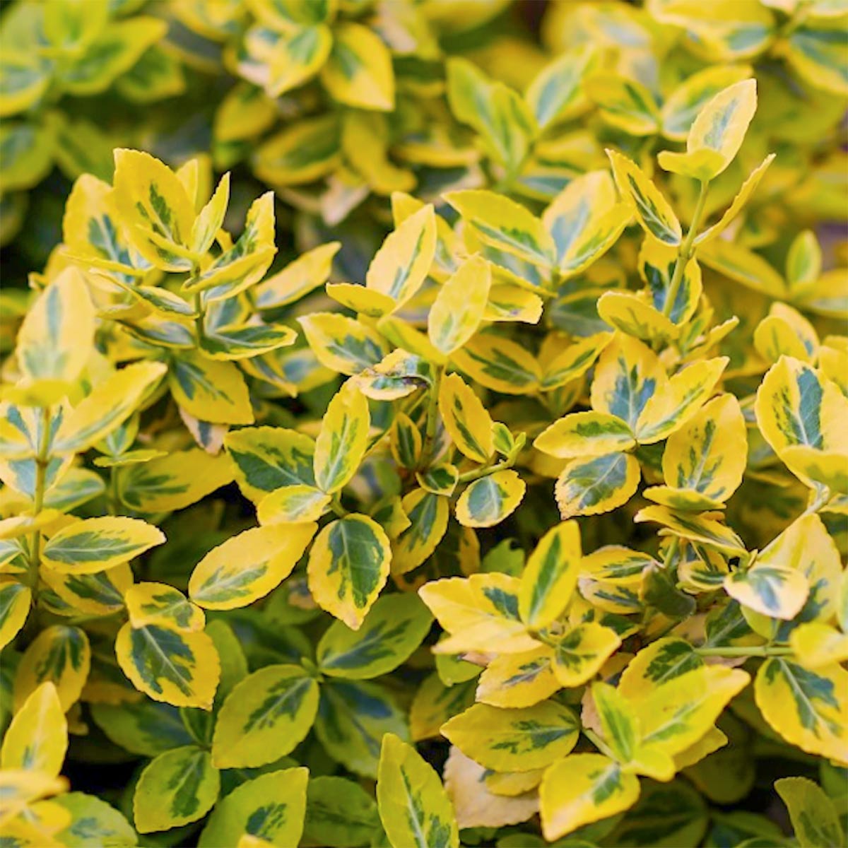 Euonymus fortunei radicans 'Emerald & Gold'
