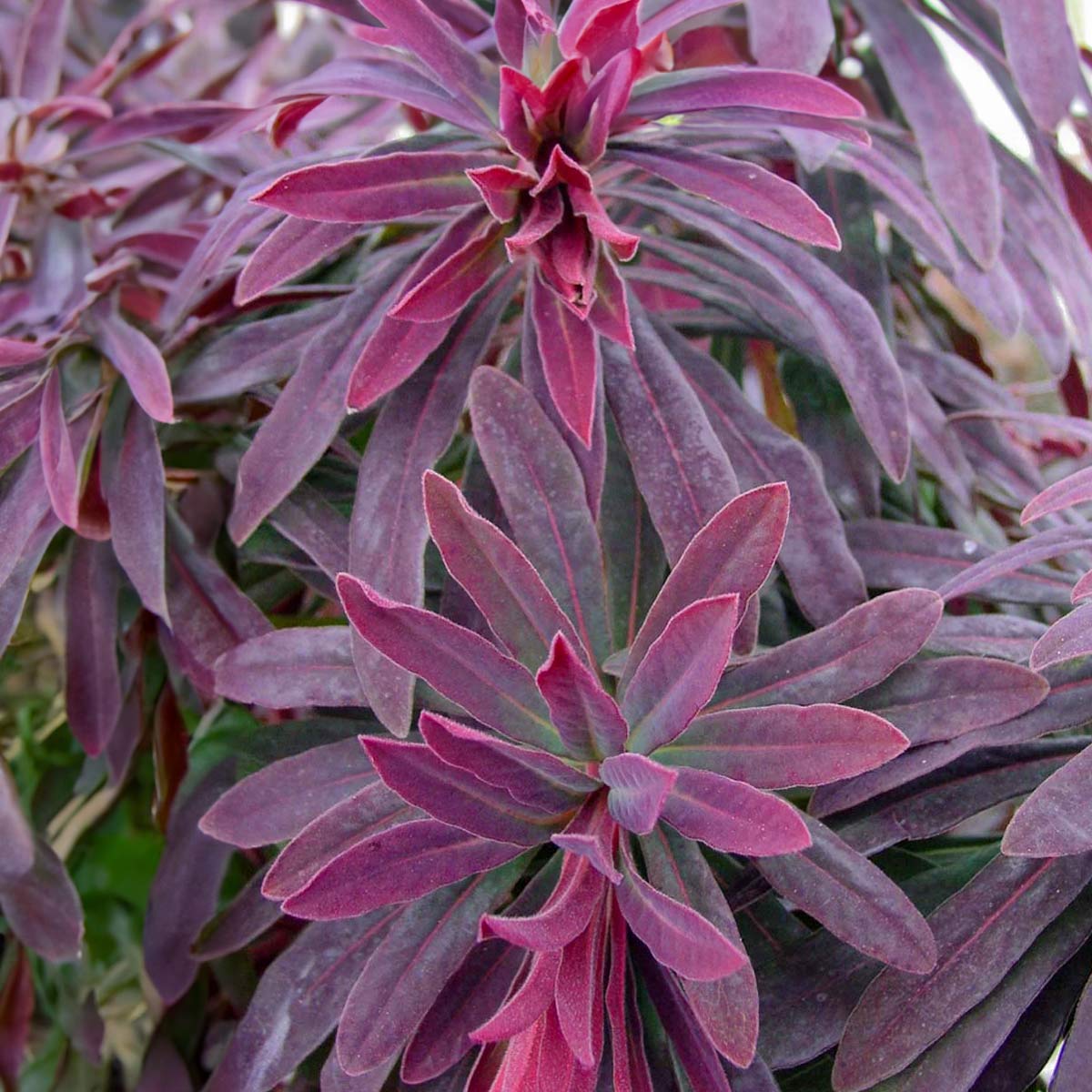 Euphorbia amygdaloides 'Ruby Glow'