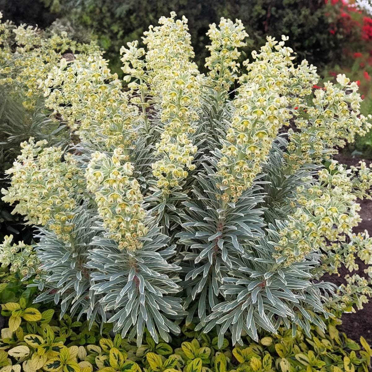 Euphorbia characias 'Silver Swan'