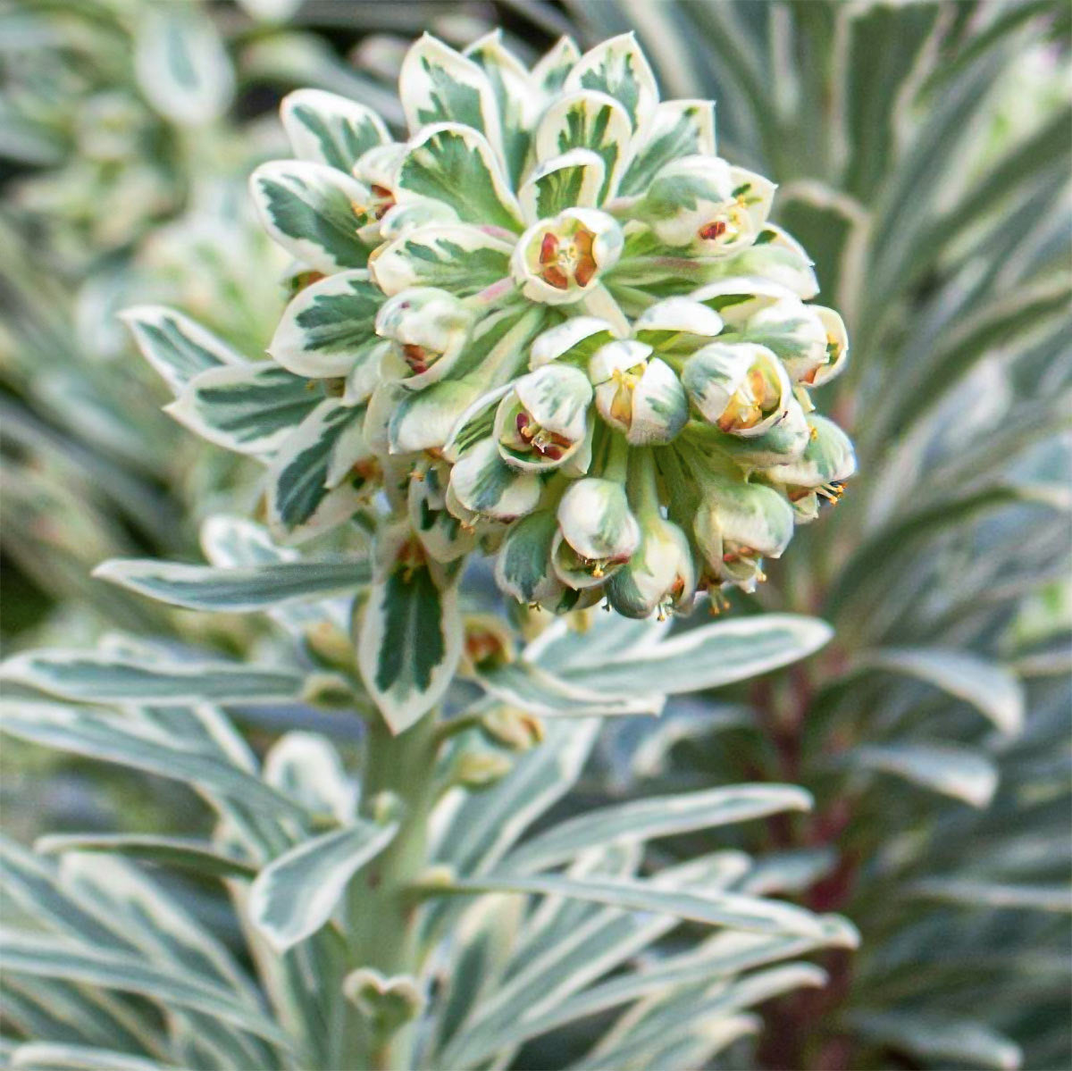 Euphorbia characias 'Silver Swan'