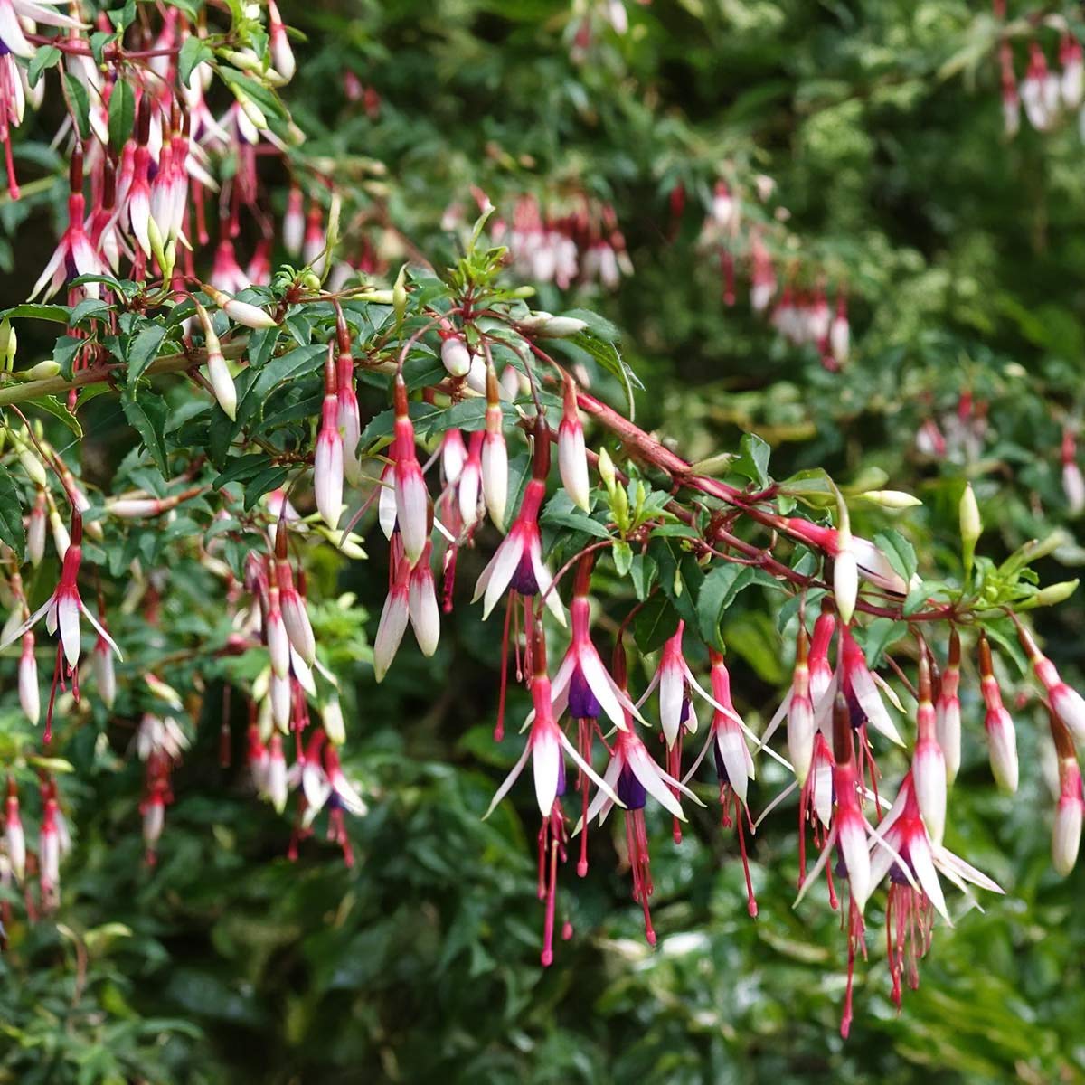 Fuchsia magellanica 'Arauco'