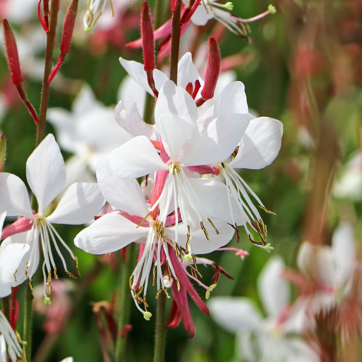 Gaura lindheimeri 'Whirling Butterflies'
