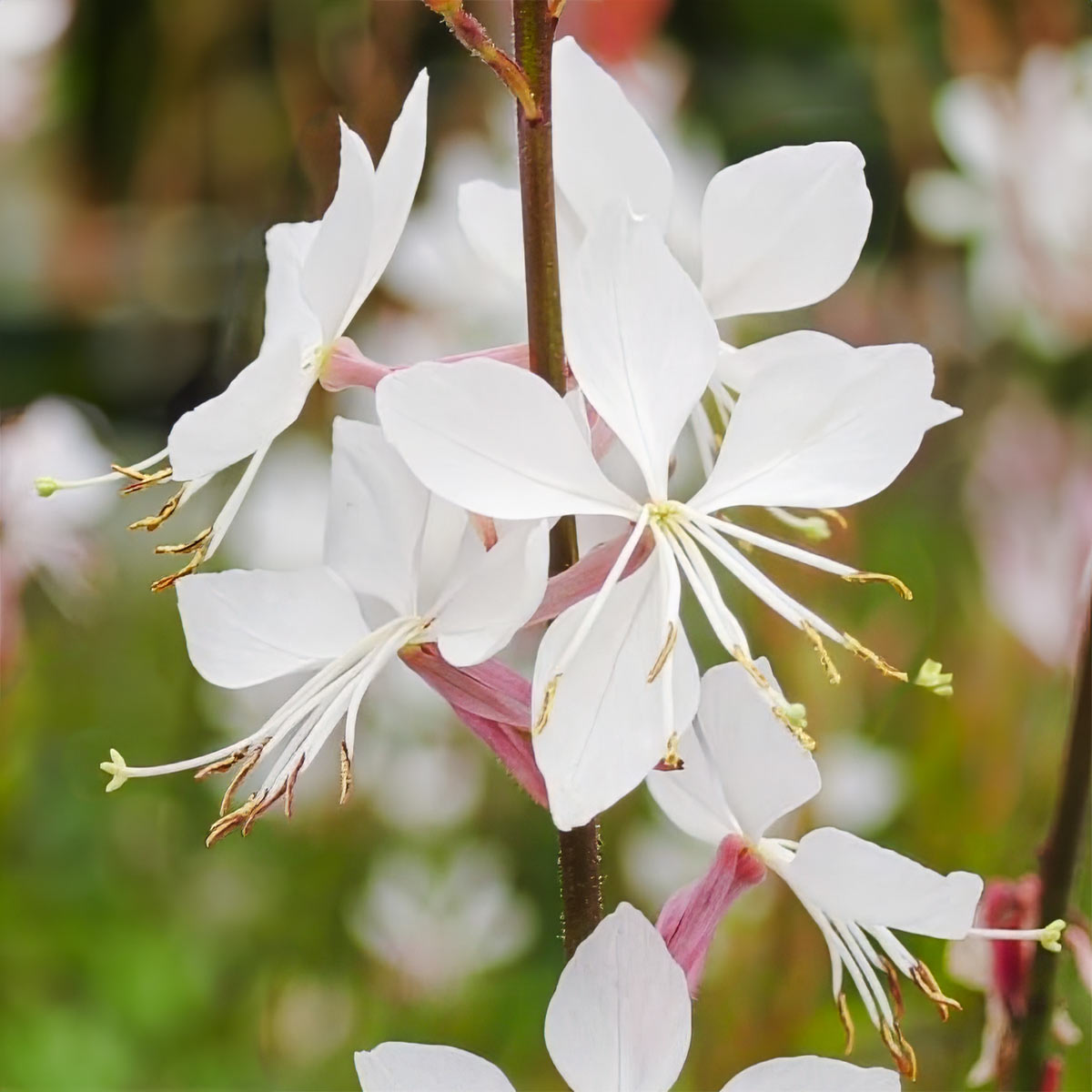 Gaura lindheimeri 'Whirling Butterflies'
