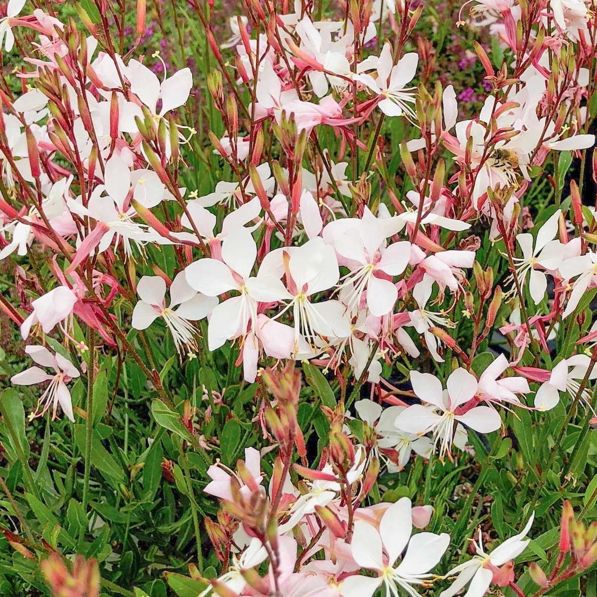 Gaura lindheimeri 'Whirling Butterflies'