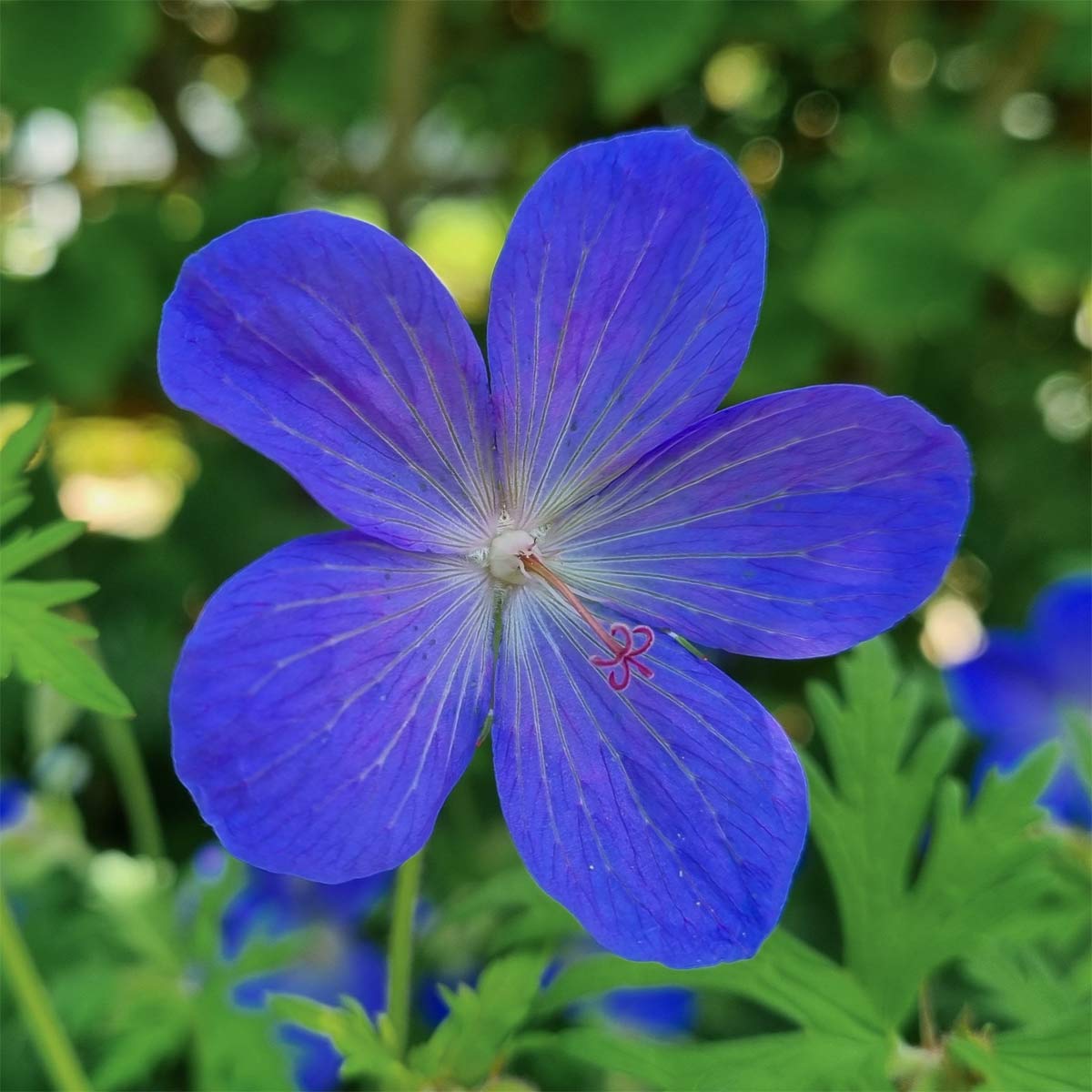 geranium johnson's blue seeds Geranium x johnsonii 'Johnson's Blue' – Barnsdale Gardens