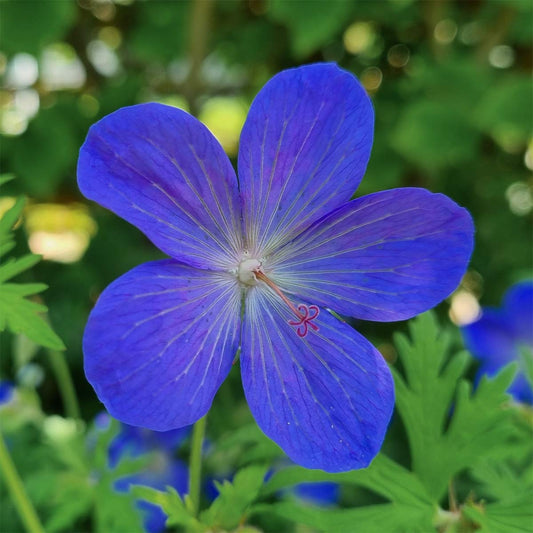 Geranium x johnsonii 'Johnson's Blue'