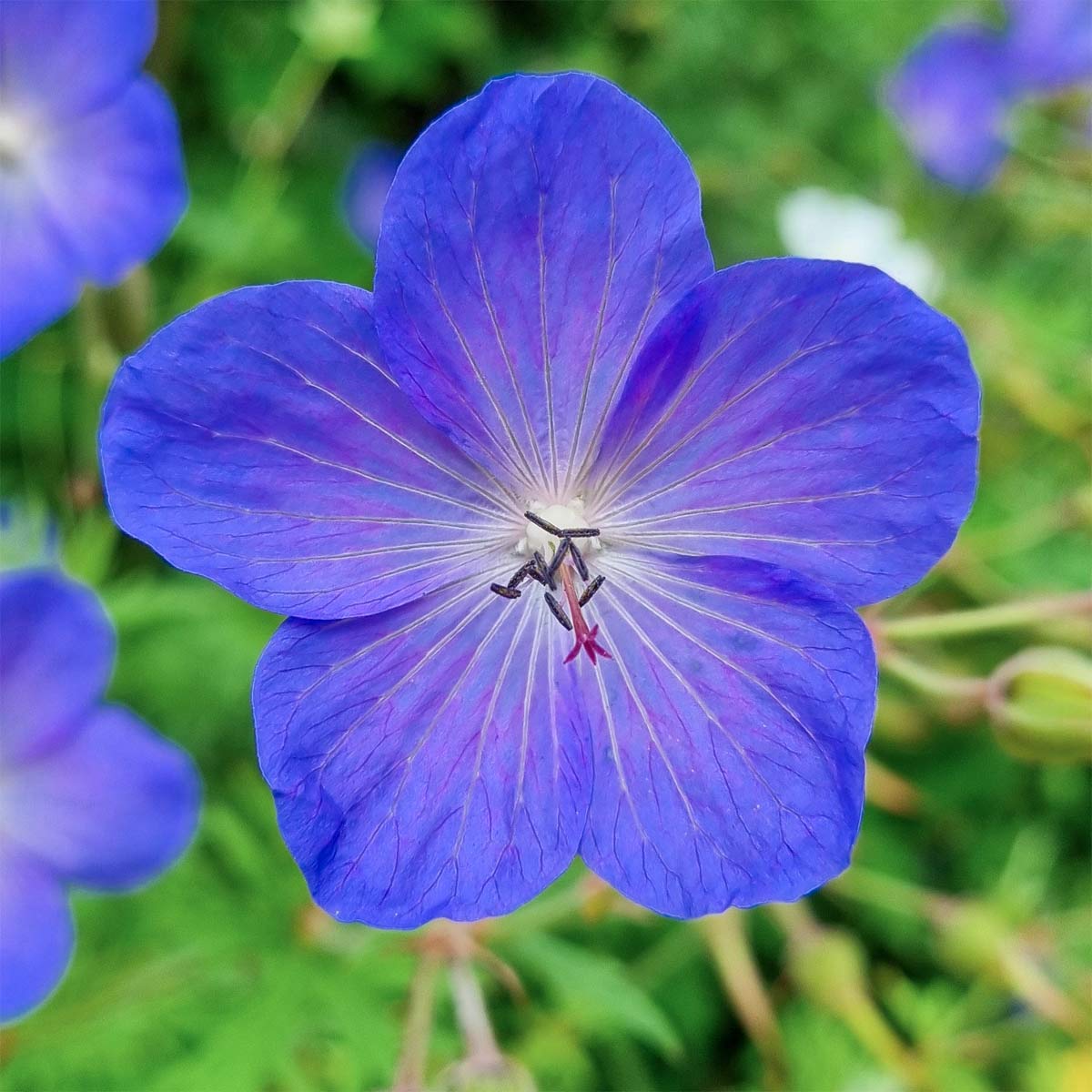 Geranium x johnsonii 'Johnson's Blue'