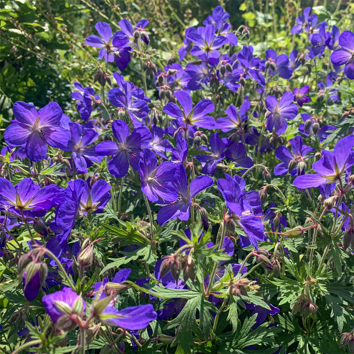 Geranium x johnsonii 'Johnson's Blue'