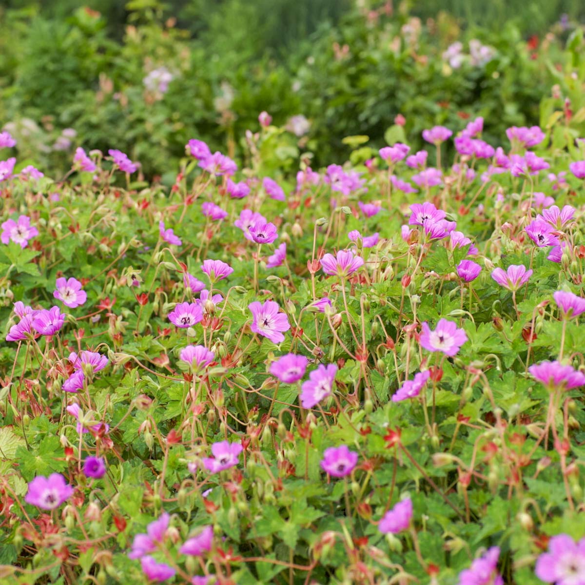 Geranium wallichianum 'Kelly Anne'