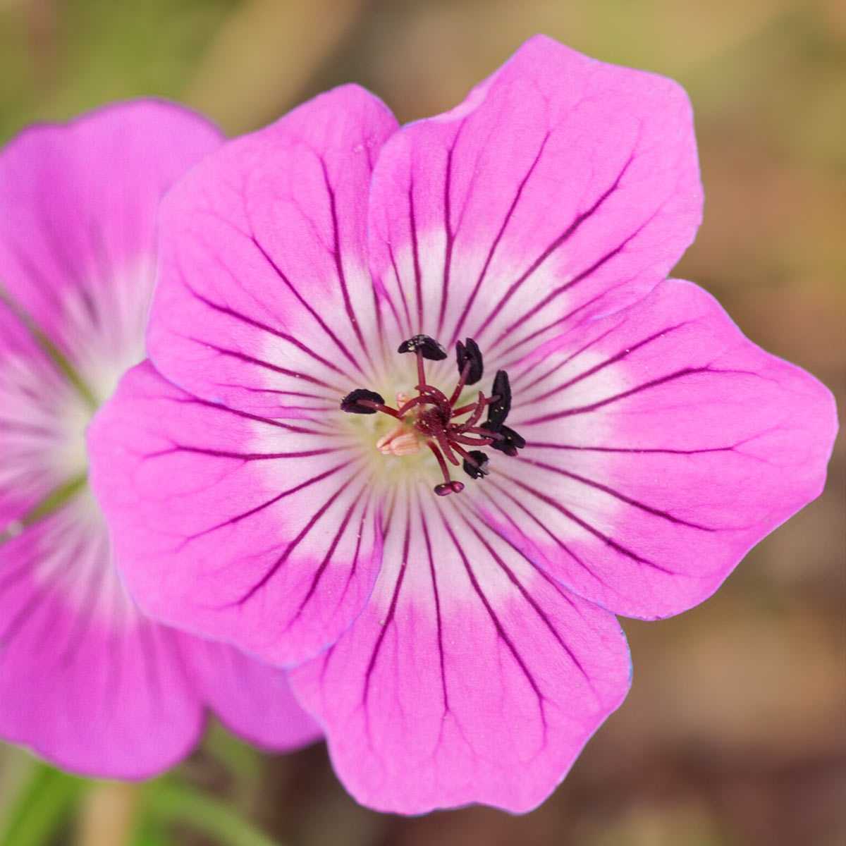 Geranium wallichianum 'Kelly Anne'