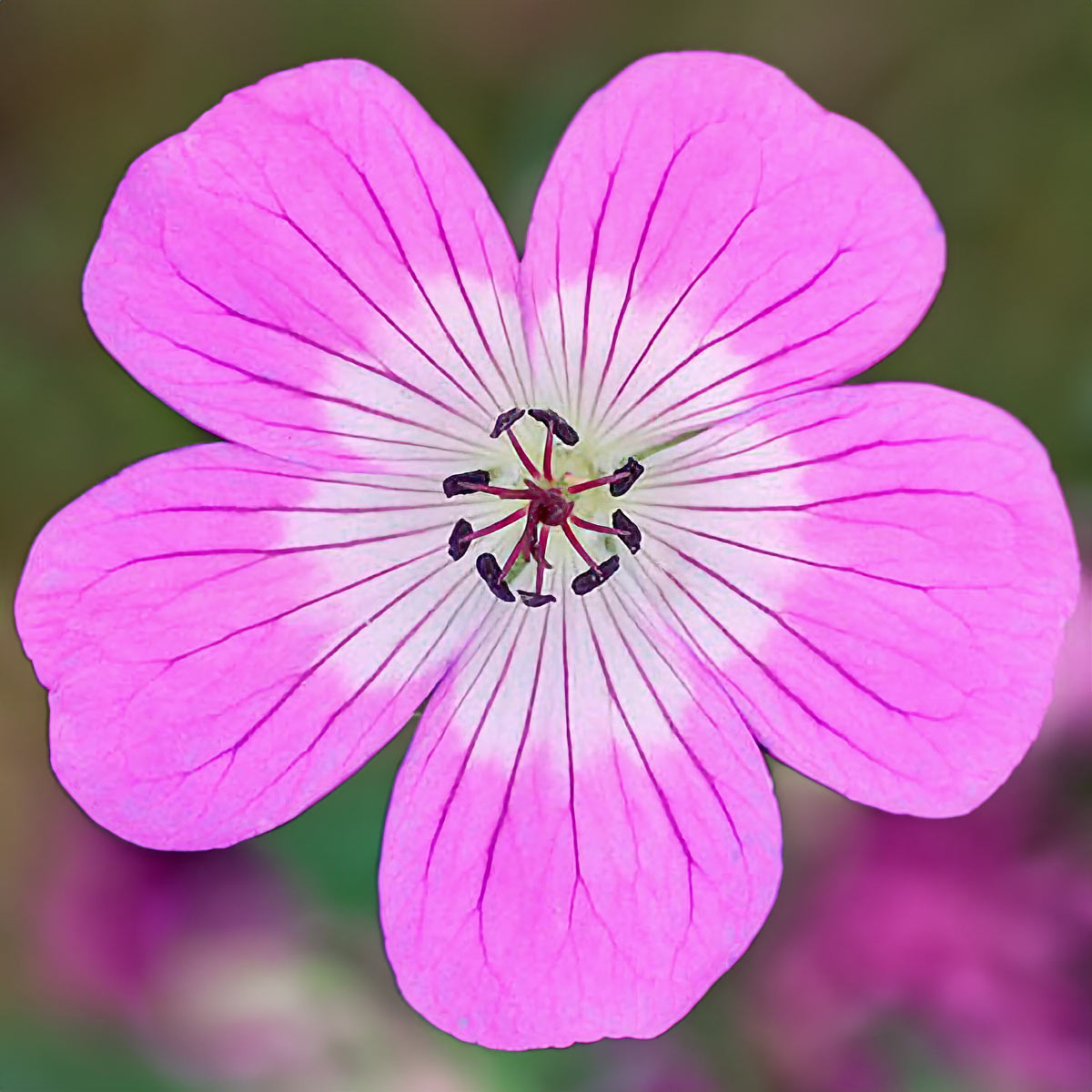 Geranium wallichianum 'Kelly Anne'