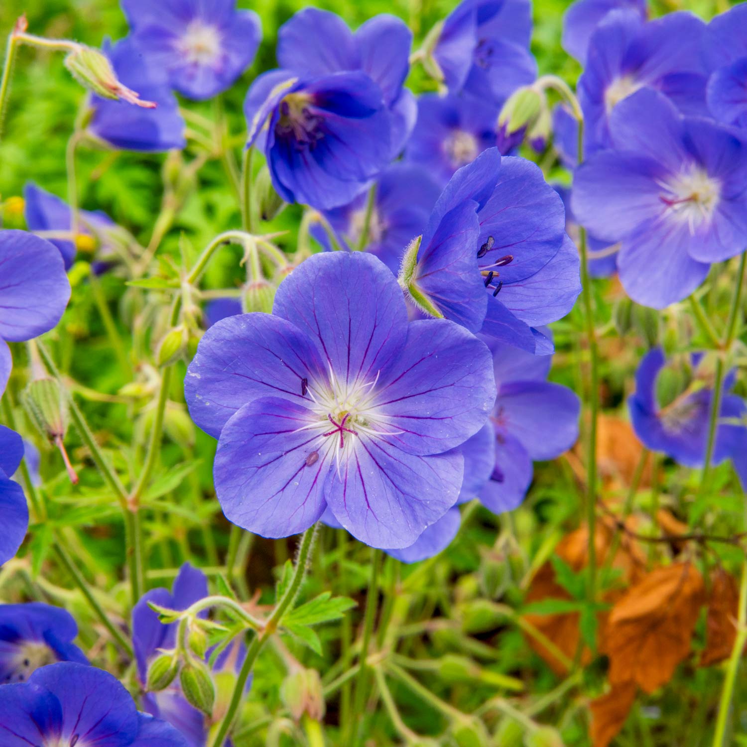 Geranium himalayense