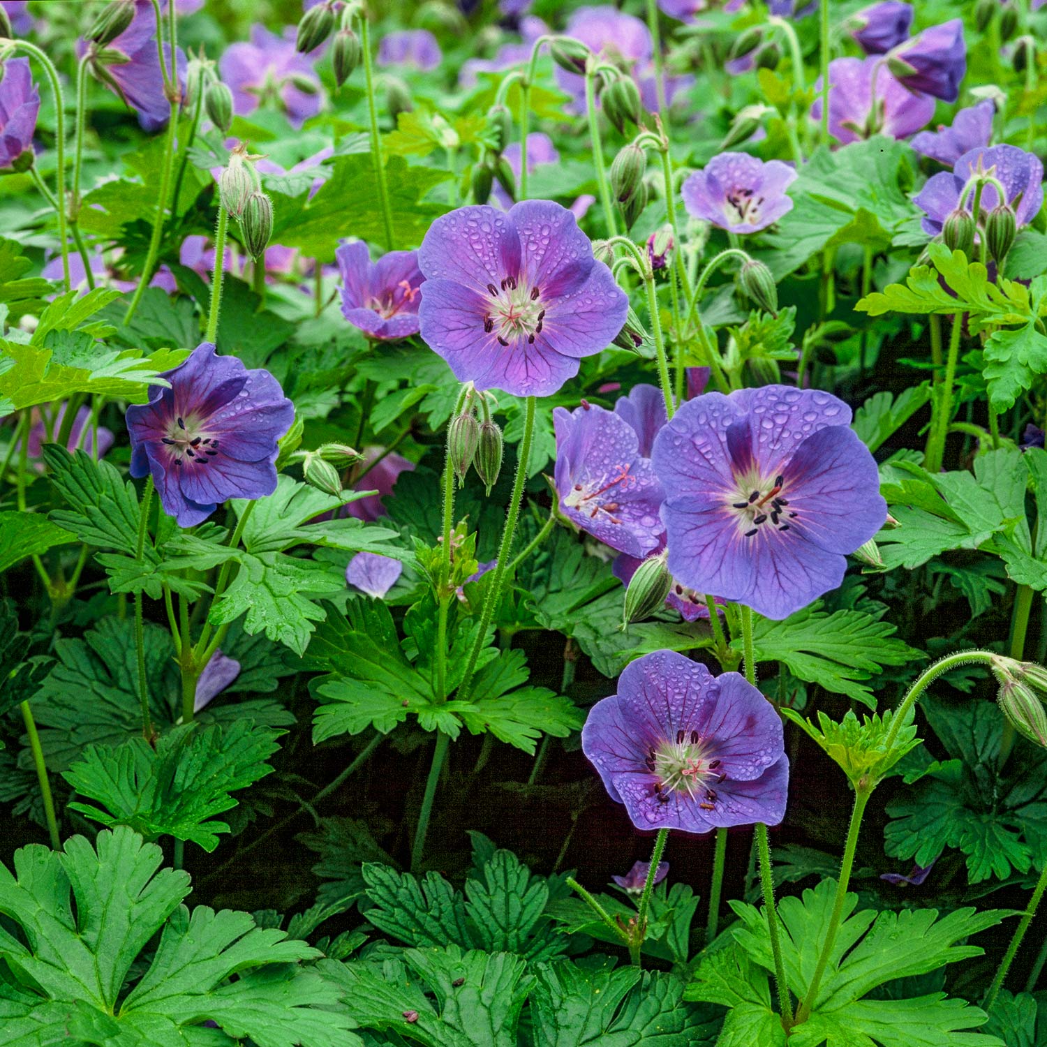 Geranium himalayense