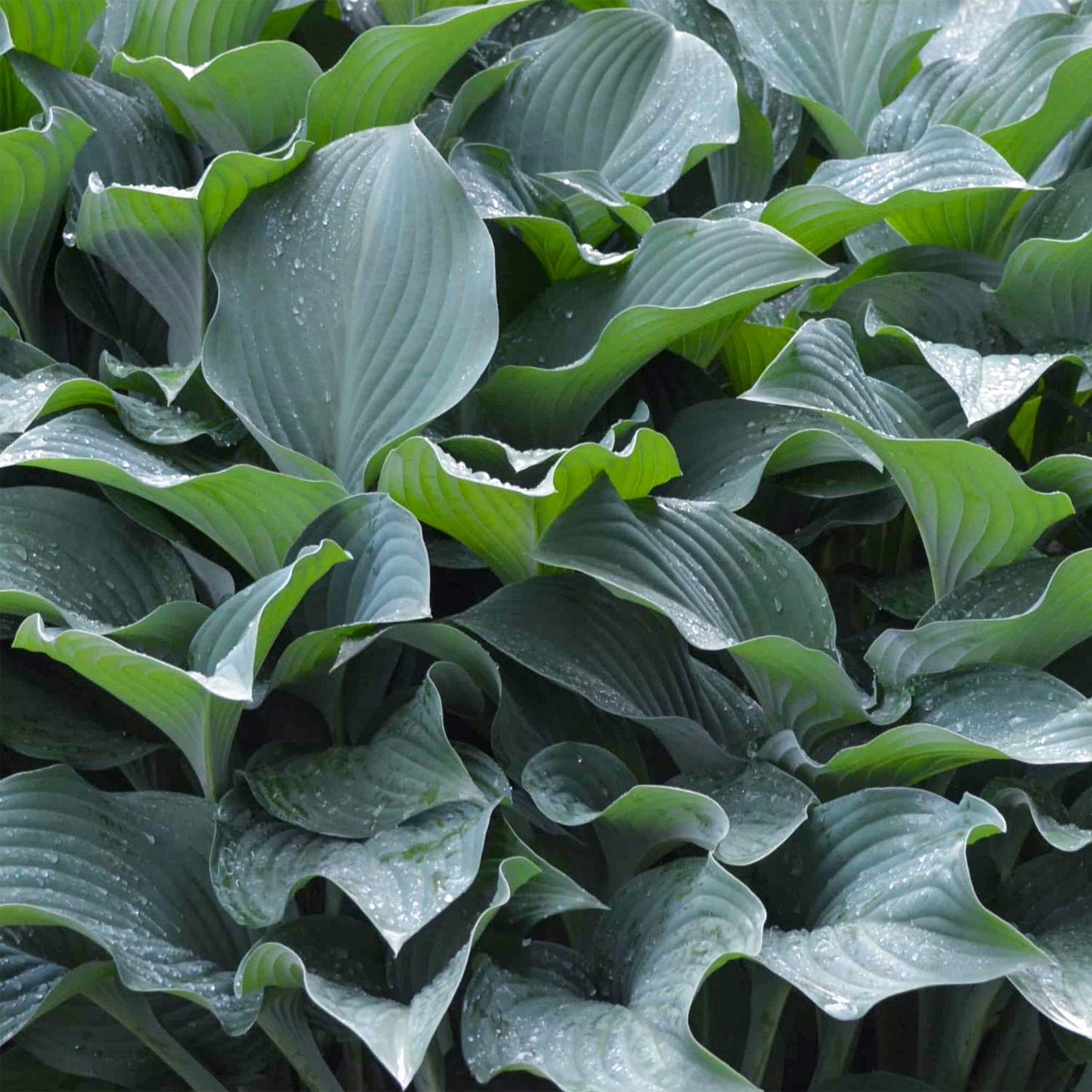 Hosta 'Krossa Regal'