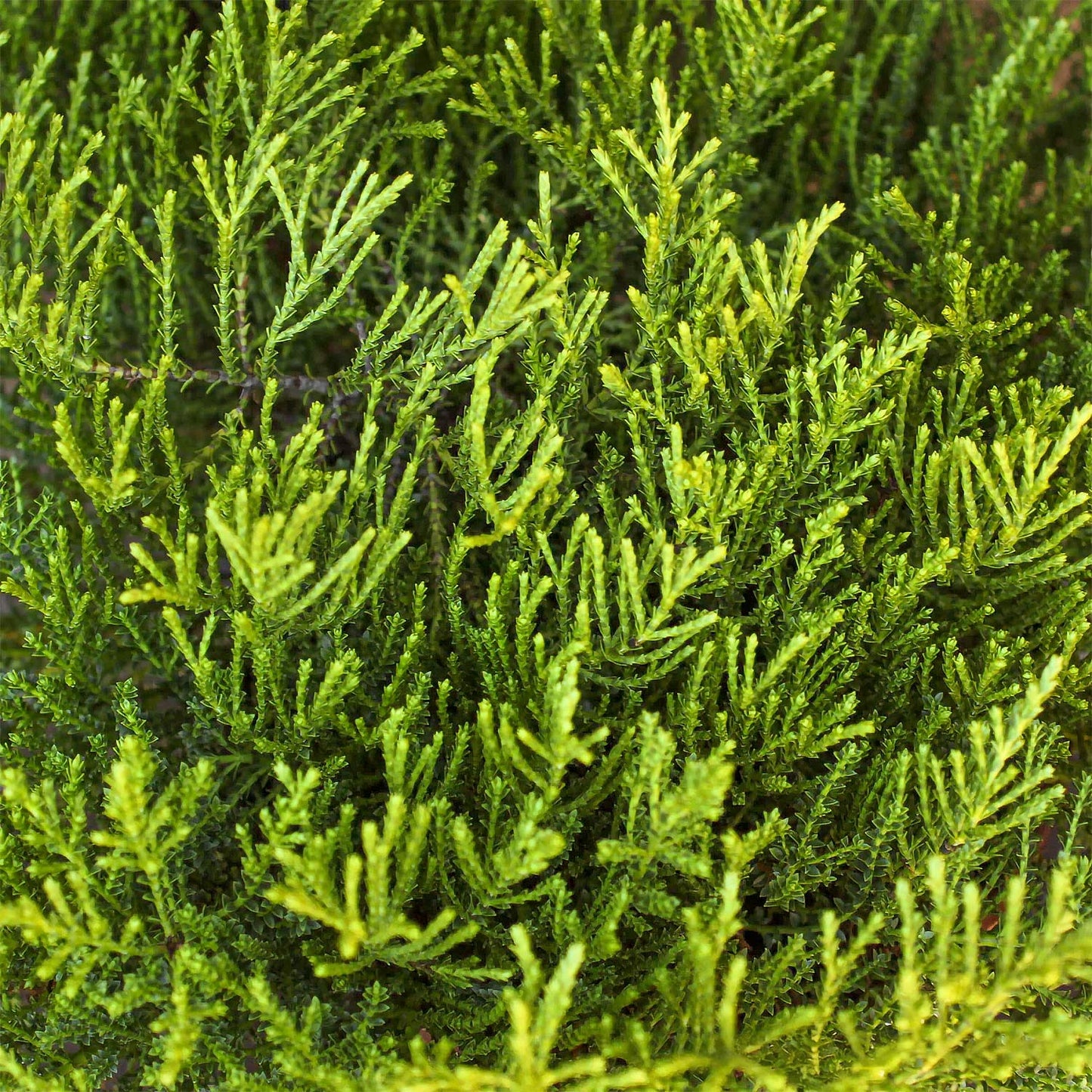 Hebe 'Karo Golden Esk'