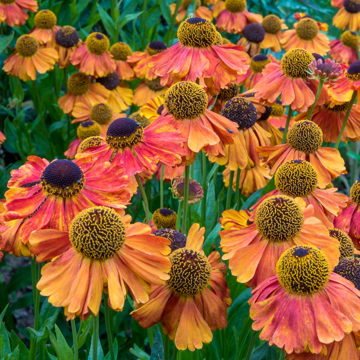 Helenium 'Sahin's Early Flowerer' at Barnsdale Gardens