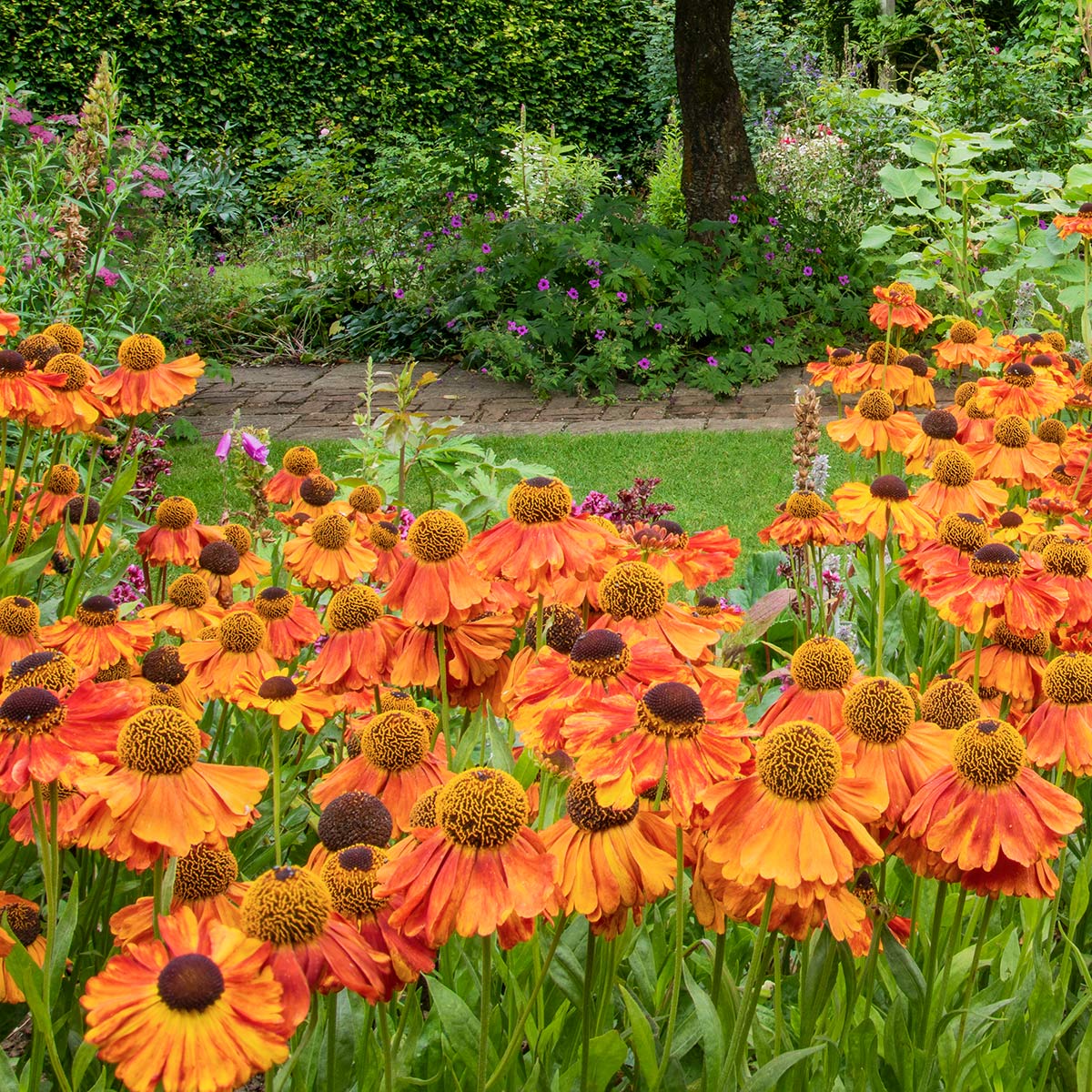 Helenium 'Sahin's Early Flowerer' in the Rose Garden at Barnsdale Gardens