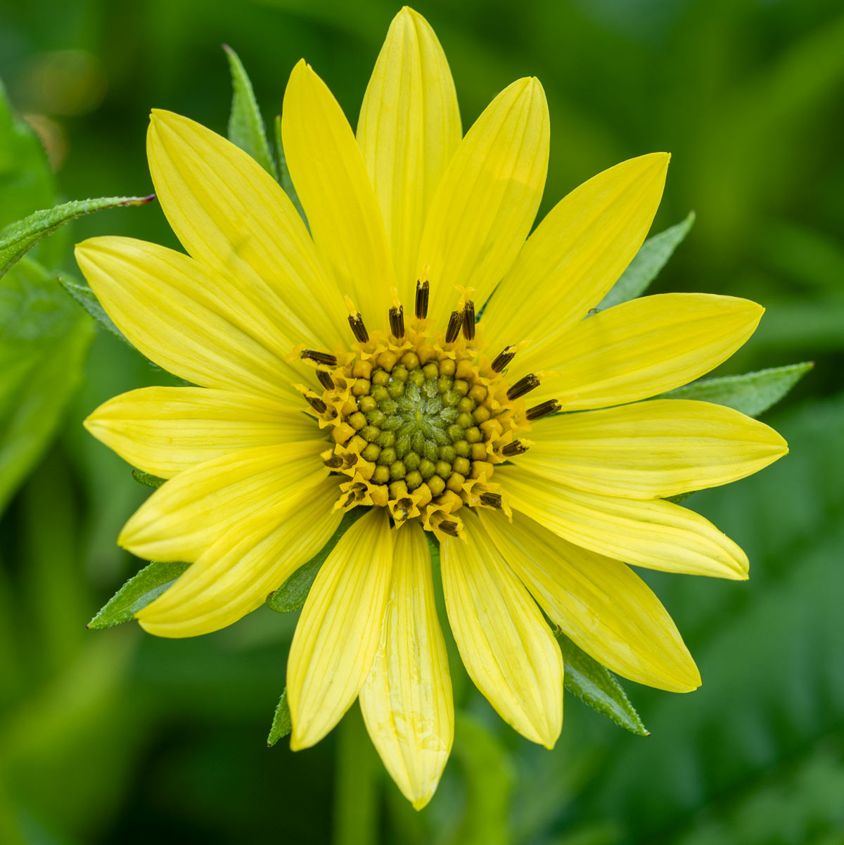 Helianthus 'Lemon Queen'