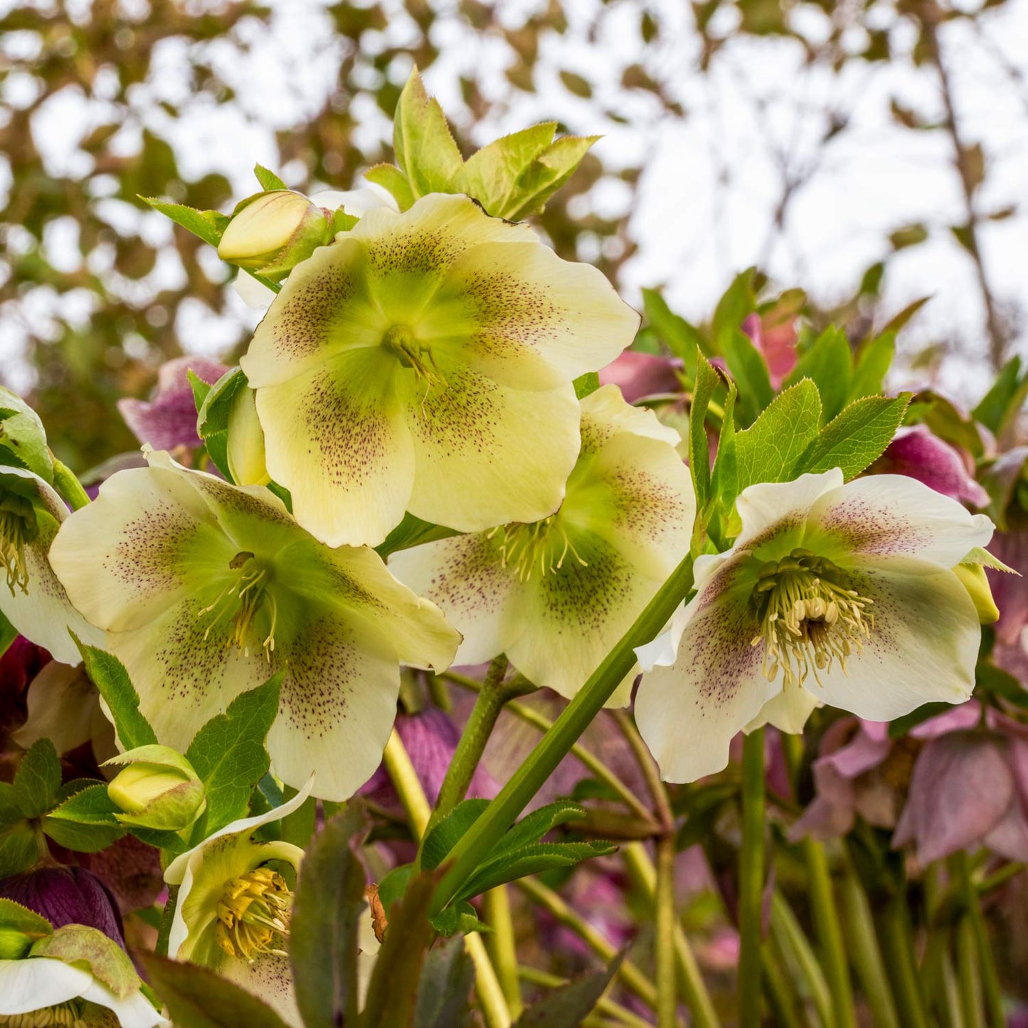 Helleborus x hybridus