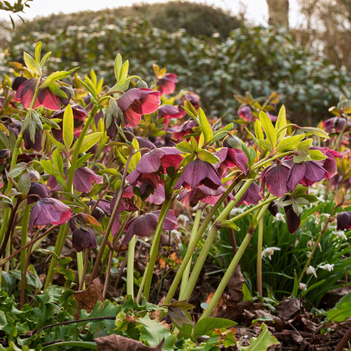 Helleborus x hybridus