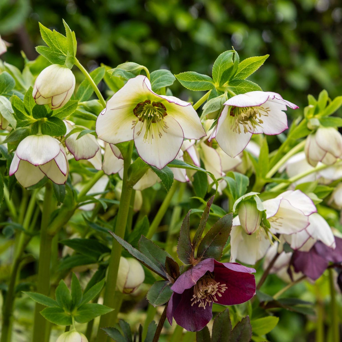 Helleborus x hybridus