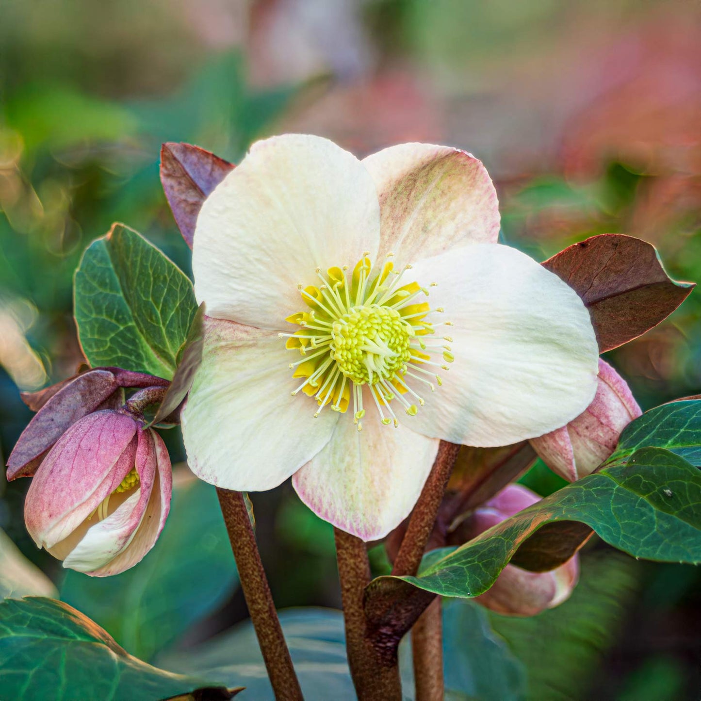Helleborus x hybridus