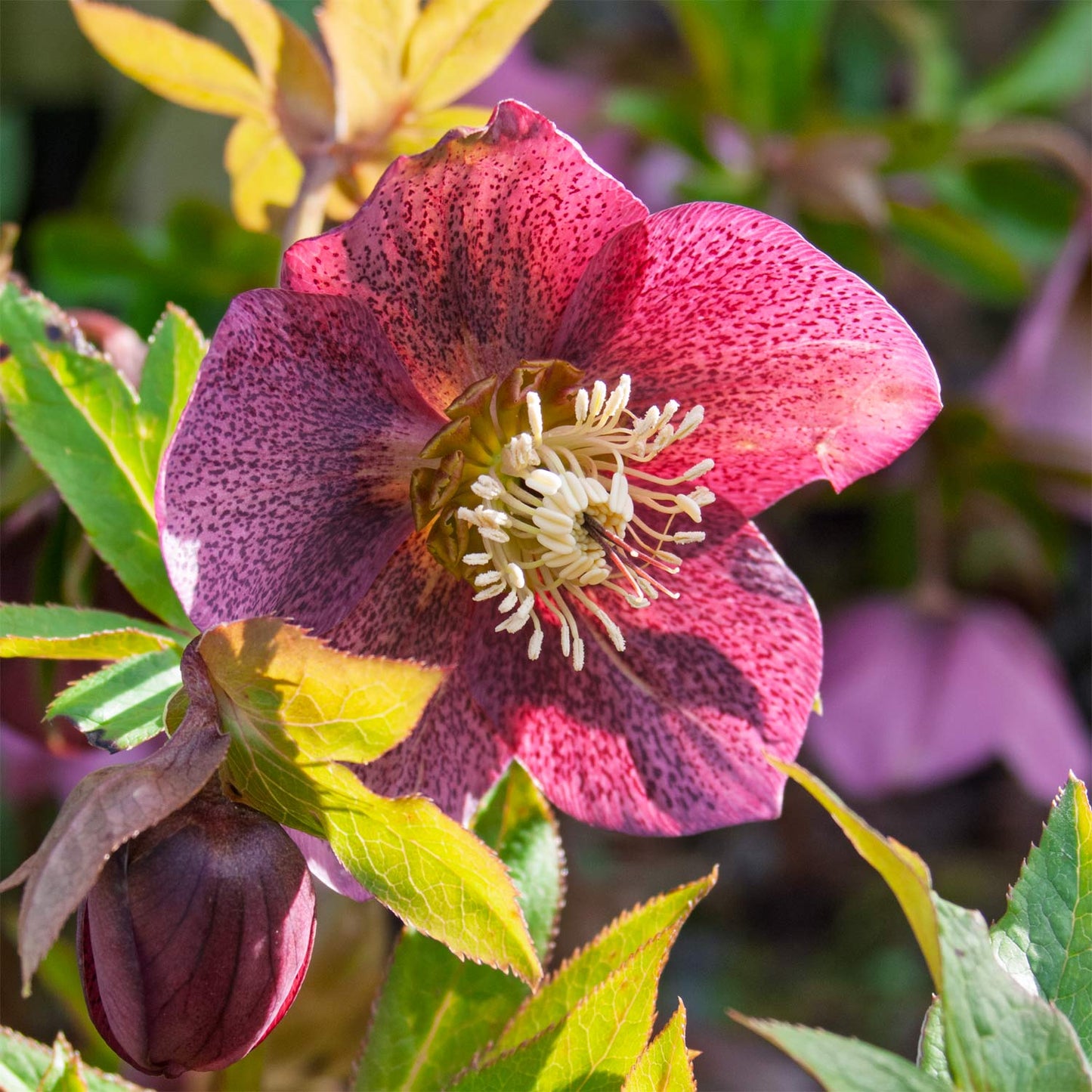 Helleborus x hybridus