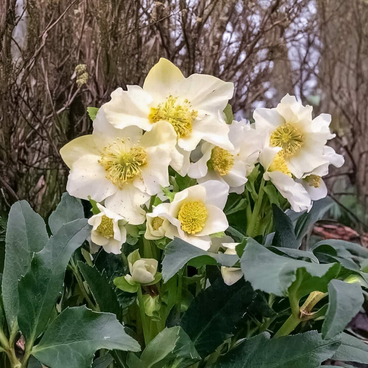 Helleborus niger 'Mon Ami'