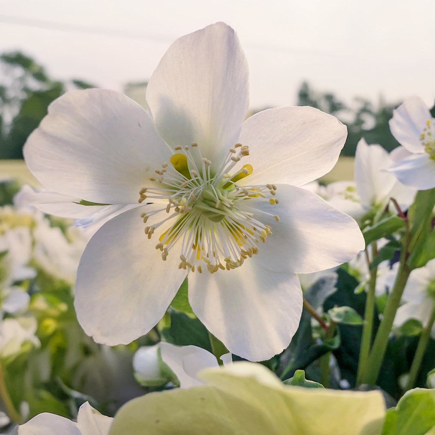Helleborus niger 'Mon Ami'