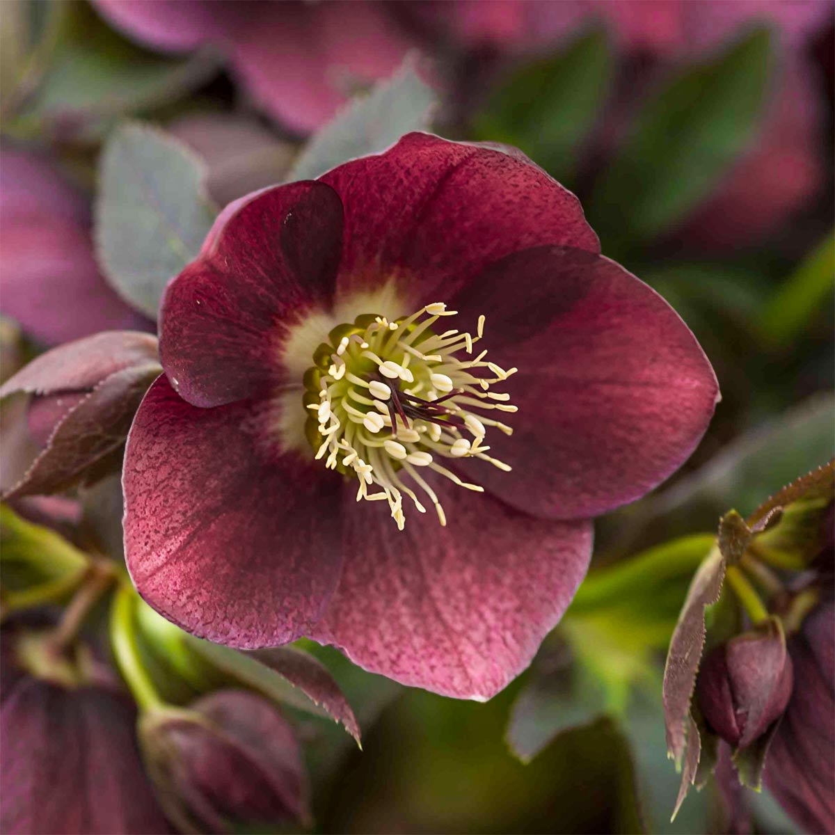 Helleborus orientalis 'Red Hybrids'